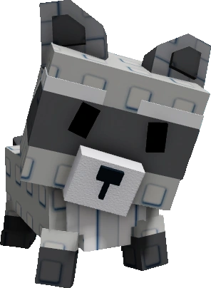Racoon